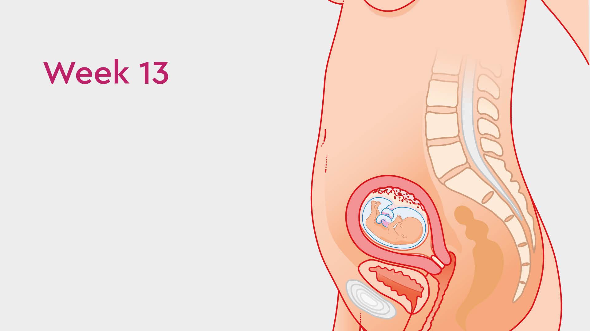 13 weeks pregnant: baby's development, constipation and healthy eating |  Tommy's